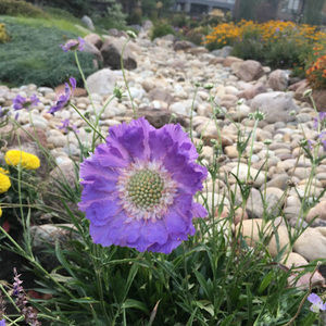 Meet your Posher, Shellyne